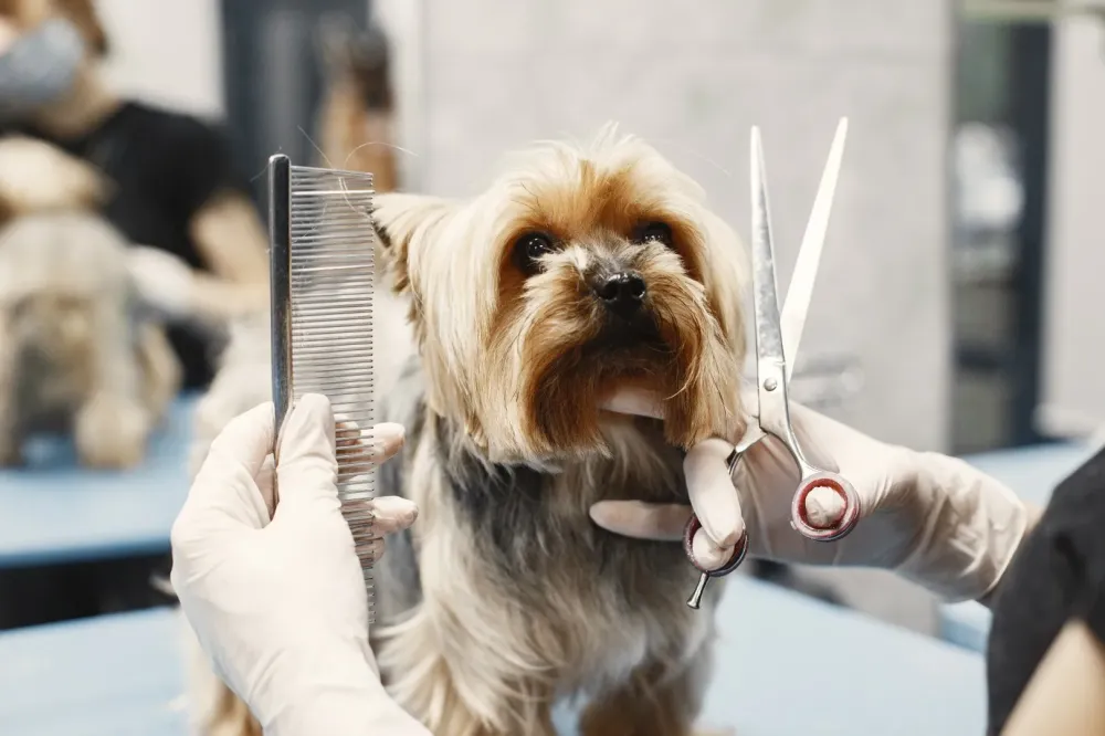 toilettage chien