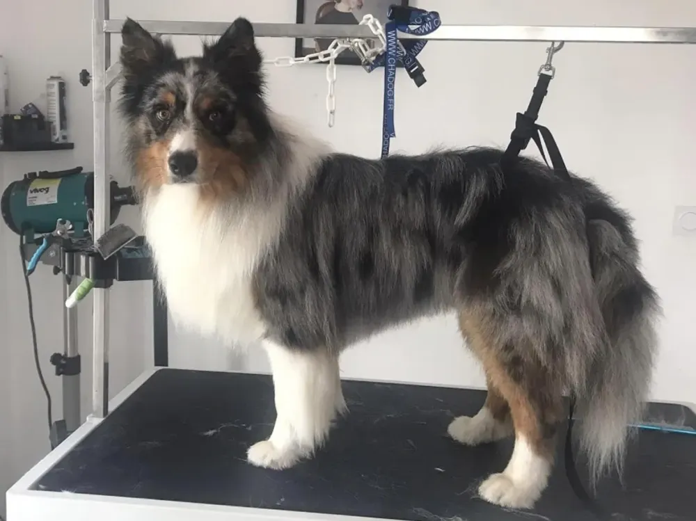Toiletteur chien près de Cassen